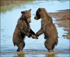 Bears Dancing