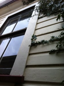Ivy at study window